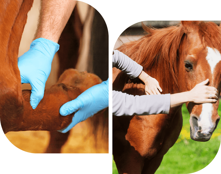 Group 13 Veterinarian examining and comforting a horse.